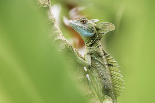 Wildlife Photography by Professional Freelance Wildlife Photographer UK Green Plumed Basilisk Lizard Basiliscus plumifrons Boca Tapada Alajuela Province Costa Rica