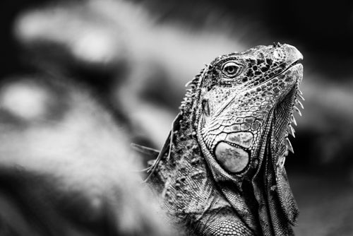 Wildlife Photography by Professional Freelance Wildlife Photographer UK Green iguana Iguana iguana near La Fortuna Arenal Alajuela Province Costa Rica
