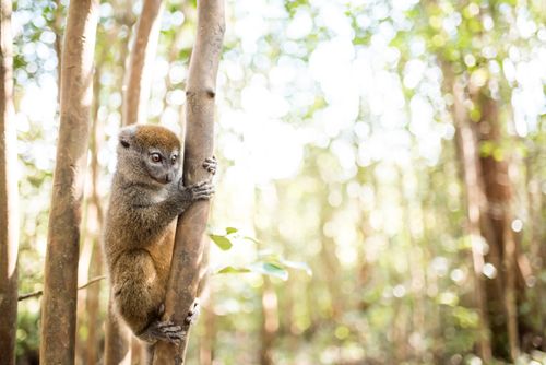 Wildlife Photography by Professional Freelance Wildlife Photographer UK Grey Bamboo Lemur Hapalemur Lemur Island Andasibe Eastern Madagascar