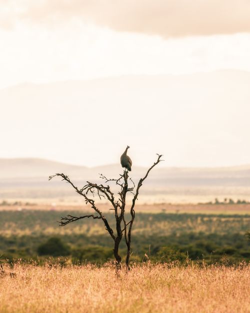 Wildlife Photography by Professional Freelance Wildlife Photographer UK Helmeted Guineafowl Numida meleagris at El Karama Ranch Laikipia County Kenya