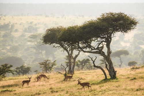 Wildlife Photography by Professional Freelance Wildlife Photographer UK Impala underneath Acacia Trees at sunrise at El Karama Ranch Laikipia County Kenya