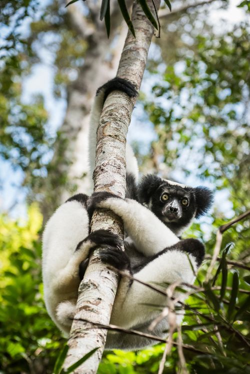 Wildlife Photography by Professional Freelance Wildlife Photographer UK Indri aka Babakoto Indri Indri a large lemur in Perinet Reserve Andasibe Mantadia National Park Eastern Madagascar