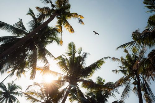 Wildlife Photography by Professional Freelance Wildlife Photographer UK Lesser Fish Eagle Haliaeetus Humilis Kappil Beach Varkala Kerala India