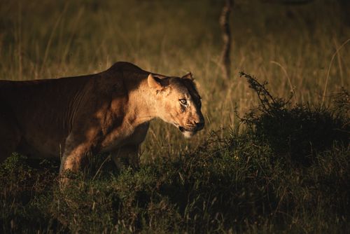 Wildlife Photography by Professional Freelance Wildlife Photographer UK Lion Panthera leo female lioness seen on african wildlife safari holiday at a national park in Kenya Africa