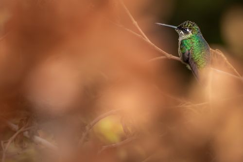 Wildlife Photography by Professional Freelance Wildlife Photographer UK Magnificent Hummingbird Eugenes fulgens aka Refulgent Hummingbird San Gerardo de Dota San Jose Province Costa Rica