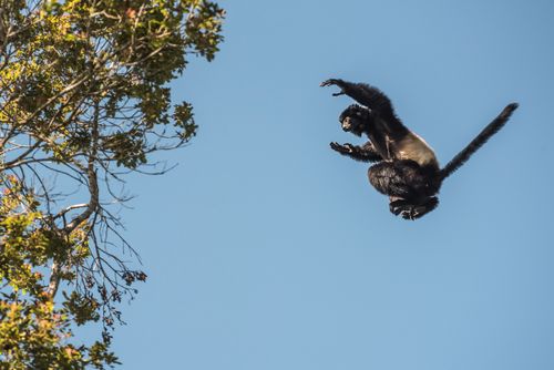 Wildlife Photography by Professional Freelance Wildlife Photographer UK Milne Edwards Sifaka Propithecus Edwardsi jumping between trees Ranomafana National Park Madagascar Central Highlands