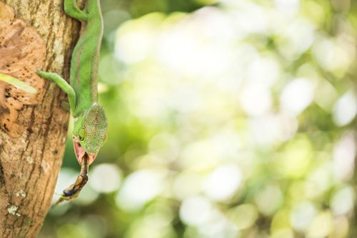 Wildlife Photography by Professional Freelance Wildlife Photographer UK Parsons chameleon Calumma parsonii endemic to Madagascar catching a fly