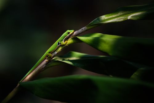 Wildlife Photography by Professional Freelance Wildlife Photographer UK Peacock day gecko Phelsuma quadriocellata Ranomafana National Park Haute Matsiatra Region Madagascar