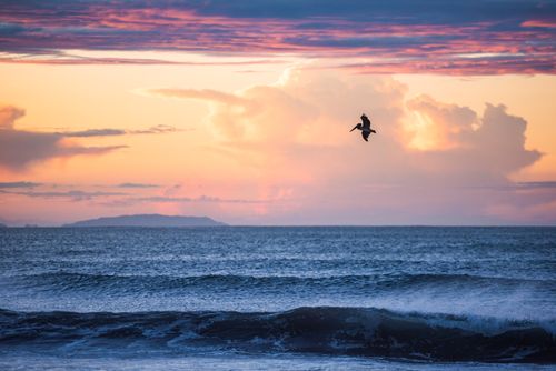 Wildlife Photography by Professional Freelance Wildlife Photographer UK Pelican at Playa Buena Vista Beach at sunrise Guanacaste Province Costa Rica