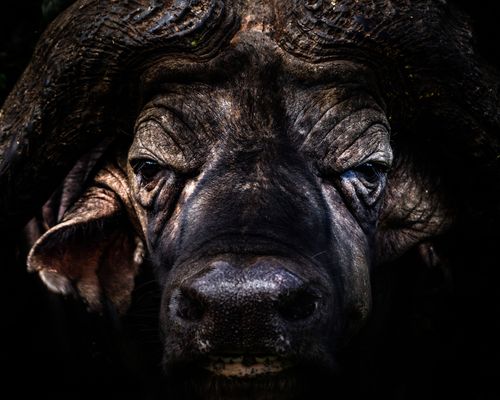 Wildlife Photography by Professional Freelance Wildlife Photographer UK Portrait of an African Buffalo Syncerus caffer aka Cape Buffalo on an African wildlife safari holiday in Aberdare National Park Kenya