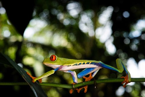 Wildlife Photography by Professional Freelance Wildlife Photographer UK Red eyed tree frog Agalychnis callidryas Sarapiqui Heredia Province Costa Rica