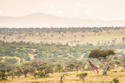 Wildlife Photography by Professional Freelance Wildlife Photographer UK Reticulated Giraffe Giraffa reticulata at El Karama Ranch Laikipia County Kenya