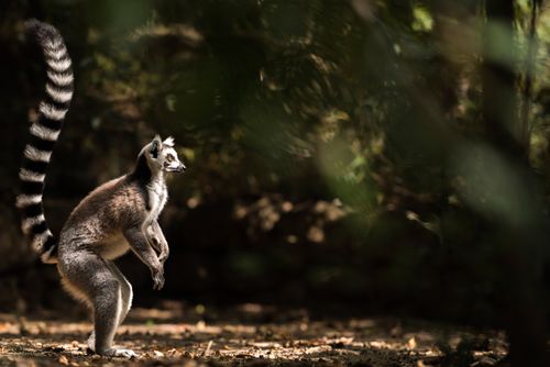 Wildlife Photography by Professional Freelance Wildlife Photographer UK Ring tailed Lemur Lemur catta Isalo National Park Ihorombe Region Southwest Madagascar 2