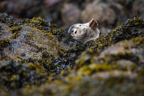 Wildlife Photography by Professional Freelance Wildlife Photographer UK Seal on Skomer Island Pembrokeshire Coast National Park Wales United Kingdom