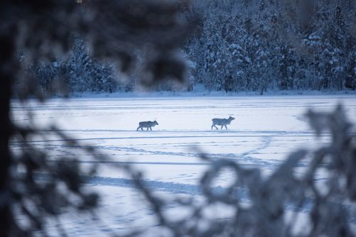 Wildlife Photography by Professional Freelance Wildlife Photographer UK Torassieppi Lapland Finland