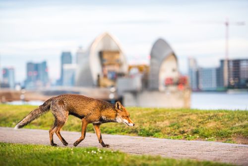 Wildlife Photography by Professional Freelance Wildlife Photographer UK Urban wildlife in London a Red Fox Vulpes vulpes with the Thames Barrier behind Greenwich London England