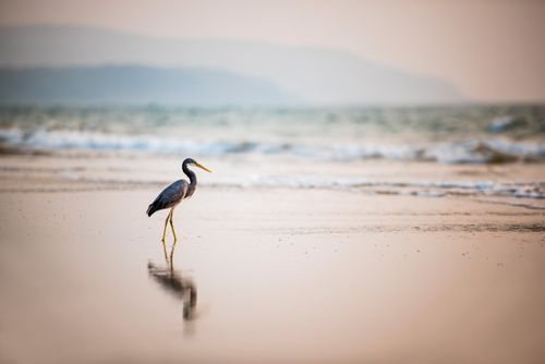 Wildlife Photography by Professional Freelance Wildlife Photographer UK Western Reef Heron Egretta Gularis at sunset Talpona Beach South Goa India