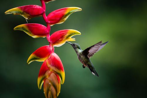 Wildlife Photography by Professional Freelance Wildlife Photographer UK White necked Jacobin Florisuga mellivora aka Collared Hummingbird Boca Tapada Alajuela Province Costa Rica