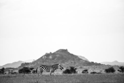 Wildlife Photography by Professional Freelance Wildlife Photographer UK Zebra Equus quagga at El Karama Ranch Laikipia County Kenya