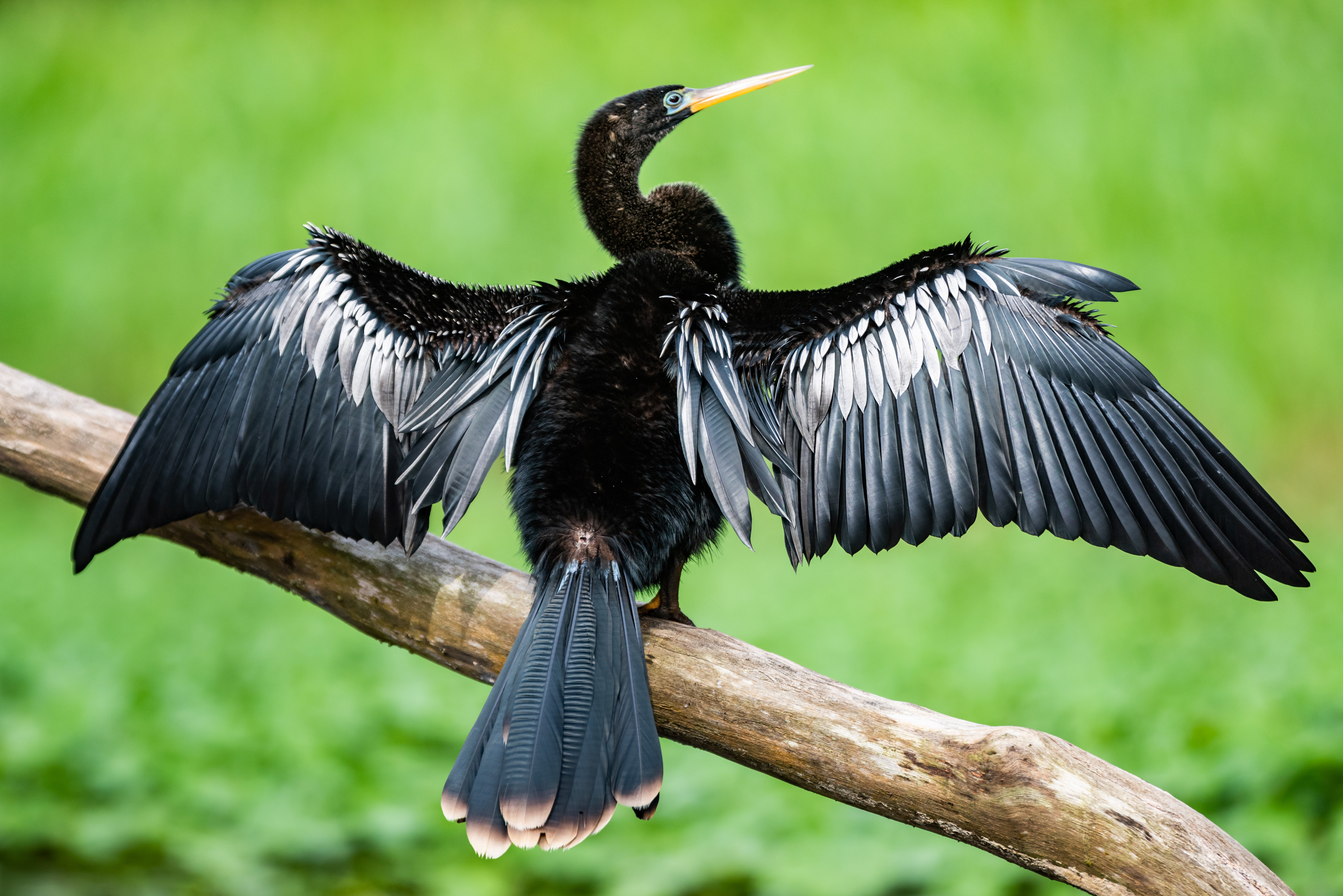 Costa Rica Wildlife Photography Holiday Workshop 008 of 037