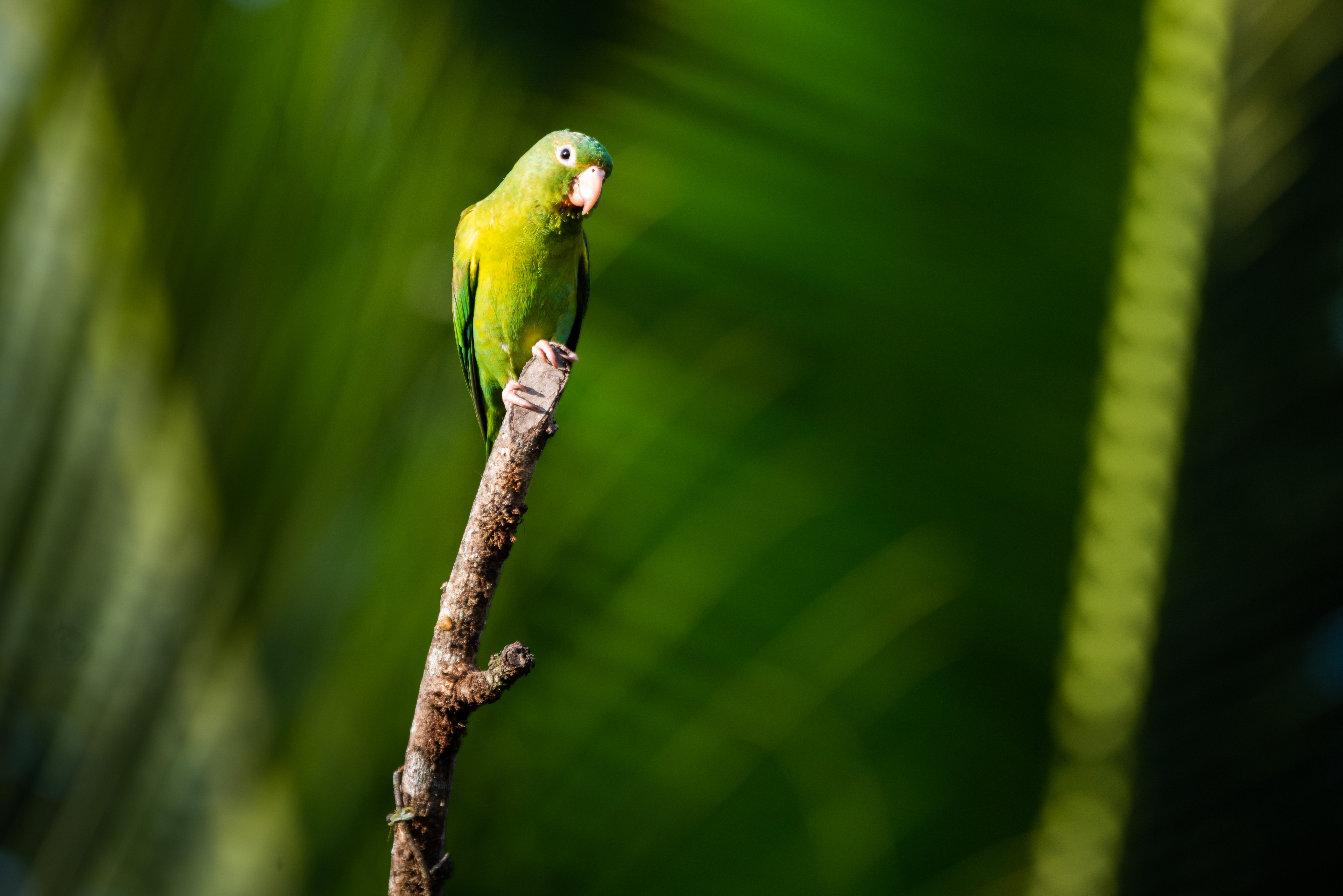 Costa Rica Wildlife Photography Holiday Workshop 017 of 037
