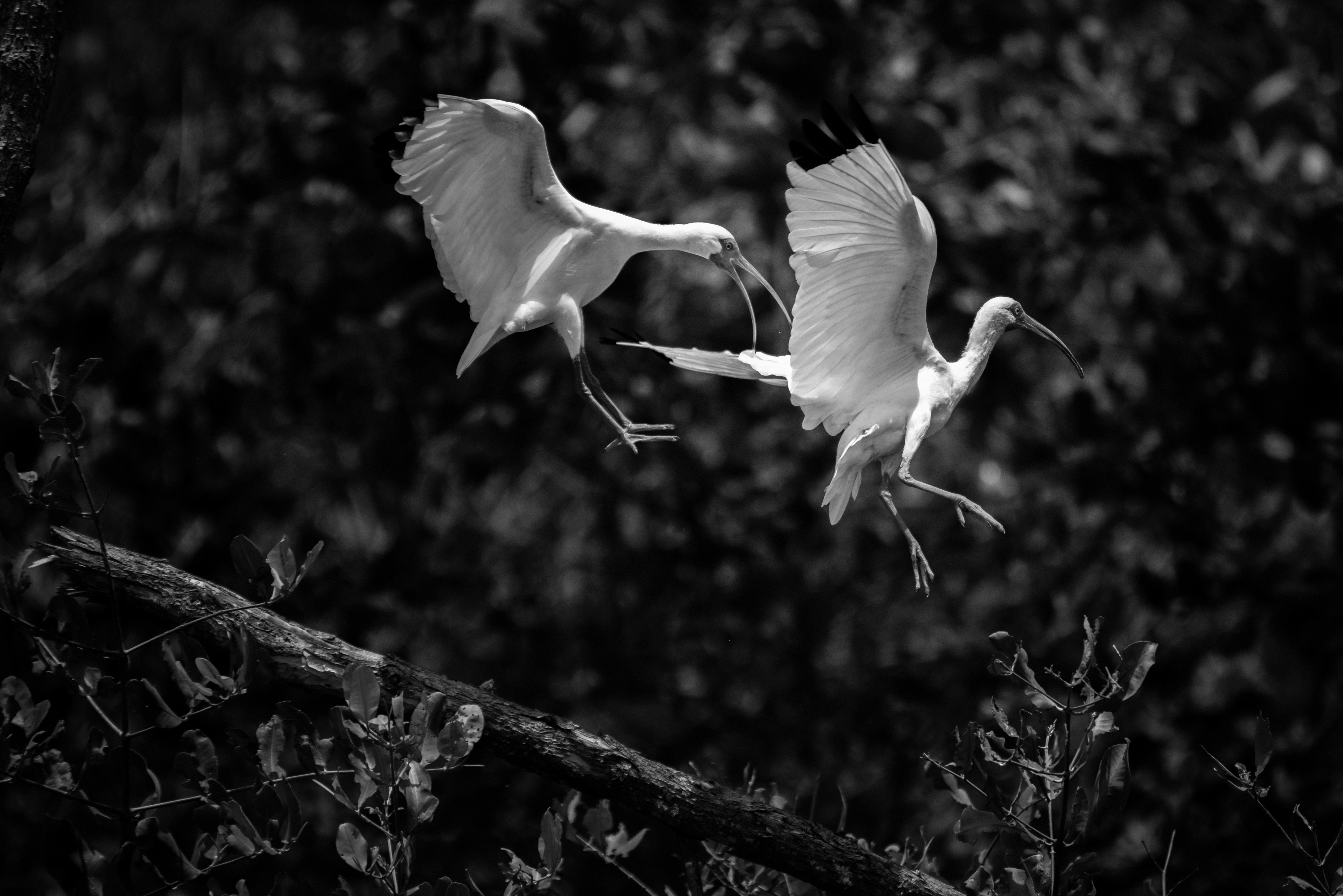 Costa Rica Wildlife Photography Holiday Workshop 028 of 037