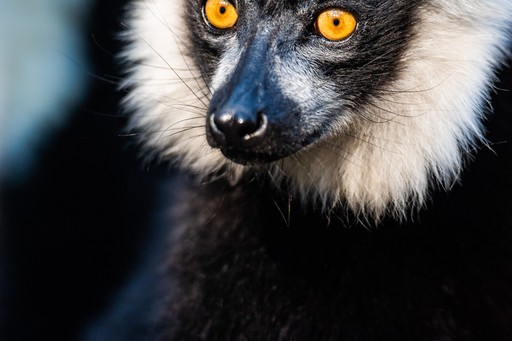 Madagascar Wildlife Photography Holiday Black and White Ruffed Lemur Varecia variegata endemic to Madagascar Andasibe