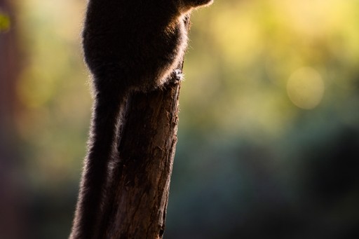 Madagascar Wildlife Photography Holiday Grey Bamboo Lemur Hapalemur Andasibe Madagascar