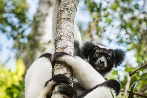 Madagascar Wildlife Photography Holiday Indri aka Babakoto Indri Indri a large lemur in Perinet Reserve Andasibe Mantadia National Park Eastern Madagascar