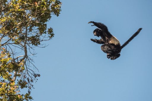 Madagascar Wildlife Photography Holiday Milne Edwards Sifaka Propithecus Edwardsi jumping between trees Ranomafana National Park Madagascar Central Highlands