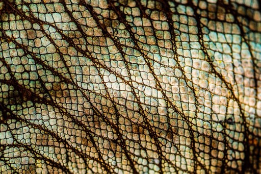 Madagascar Wildlife Photography Holiday Parsons chameleon Calumma parsonii endemic to Madagascar 3