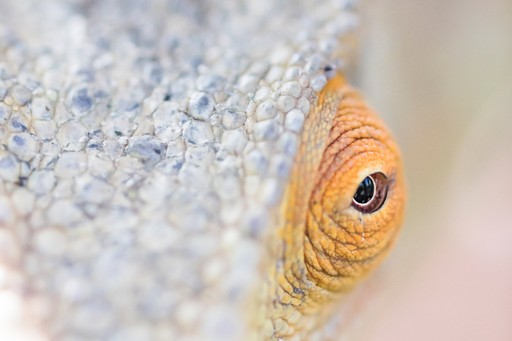 Madagascar Wildlife Photography Holiday Parsons chameleon Calumma parsonii endemic to Madagascar