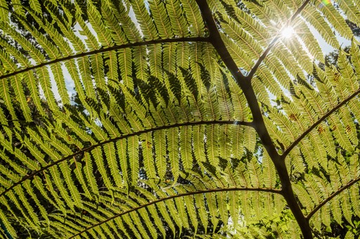 Madagascar Wildlife Photography Holiday Perinet Reserve Andasibe Mantadia National Park Alaotra Mangoro Region Eastern Madagascar