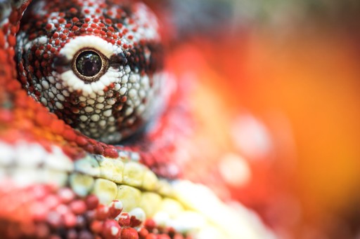 Madagascar Wildlife Photography Holiday Red Panther Chameleon Furcifer pardalis endemic to Madagascar 2