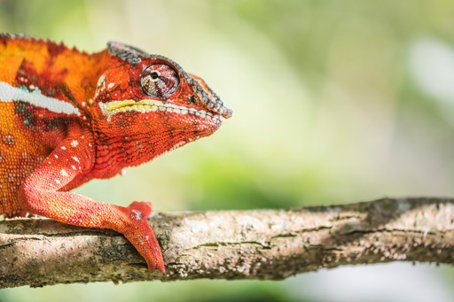 Madagascar Wildlife Photography Holiday Red Panther Chameleon Furcifer pardalis endemic to Madagascar
