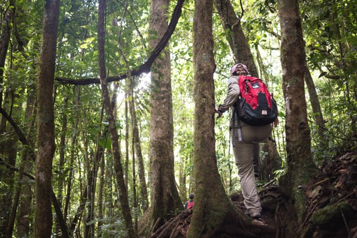 Madagascar Wildlife Photography Holiday Tourist hiking in Ranomafana National Park Madagascar Central Highlands