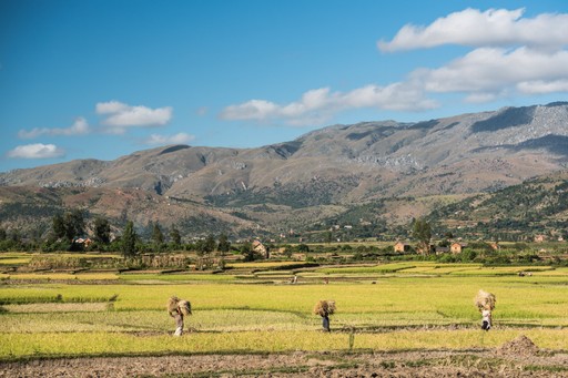 Madagascar Wildlife Photography Holiday Working in the Manandoana Valley rice paddy fields near Antsirabe Madagascar Central Highlands
