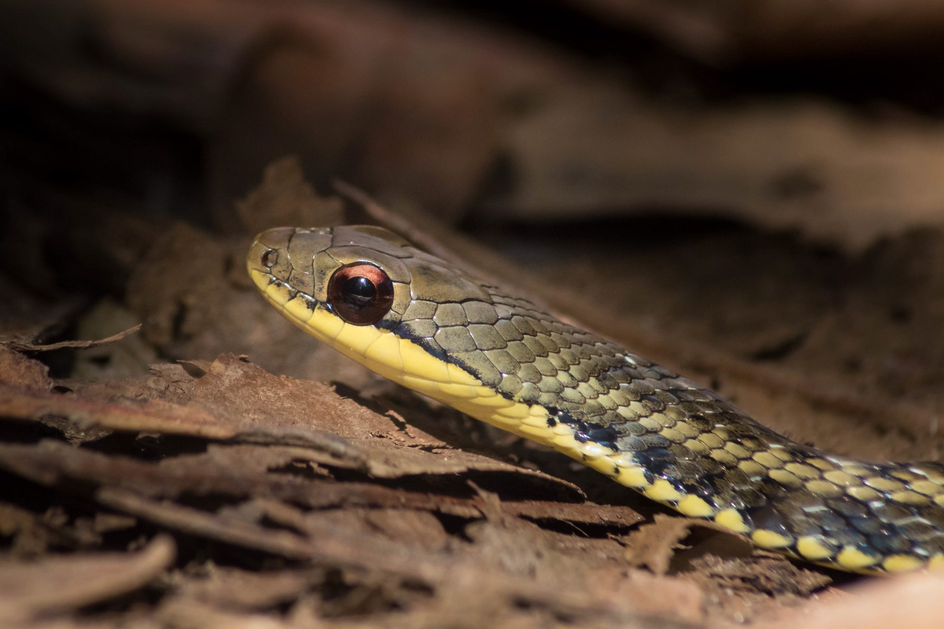 Madagascar Wildlife Photography Workshop Holiday 001 of 001