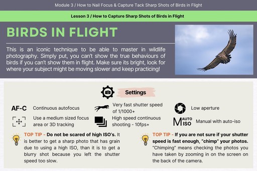 Birds in Flight 3to2