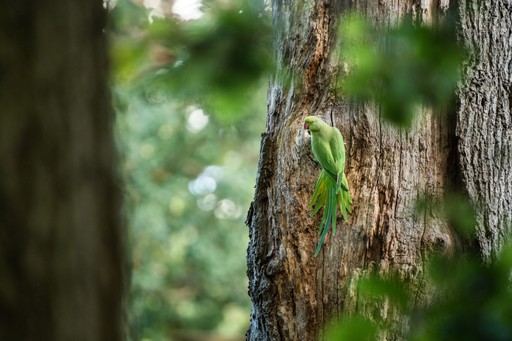 Wildlife Photography Workshop Richmond Park London UK England 007