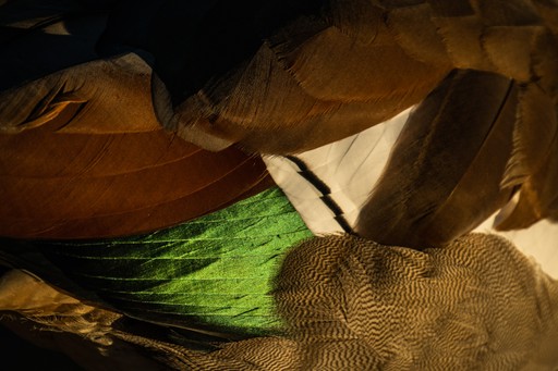 Wildlife Photography Workshop Richmond Park London UK England 008