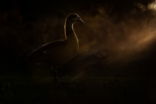 Wildlife Photography Workshop Richmond Park London UK England 020