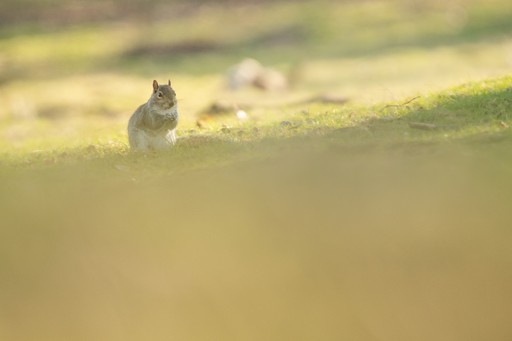 Wildlife Photography Workshop Richmond Park London UK England 021
