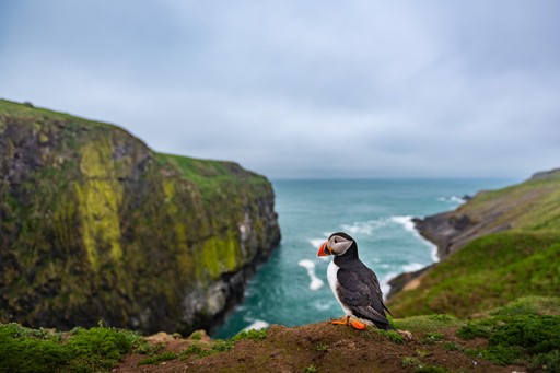 Skomer Island Puffin Photography Workshop Wildlife Photography Holiday Wales Pembrokeshire 005 of 023