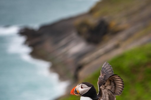 Skomer Island Puffin Photography Workshop Wildlife Photography Holiday Wales Pembrokeshire 006 of 023