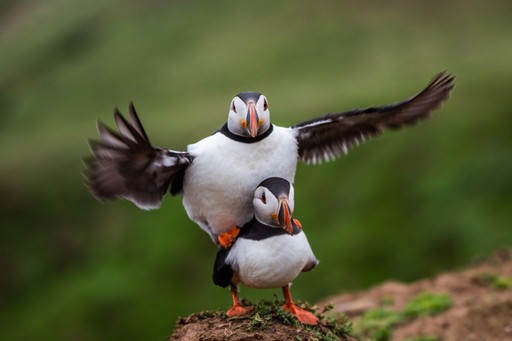 Skomer Island Puffin Photography Workshop Wildlife Photography Holiday Wales Pembrokeshire 007 of 023