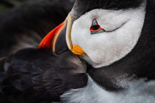Skomer Island Puffin Photography Workshop Wildlife Photography Holiday Wales Pembrokeshire 009 of 023