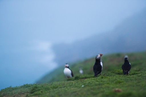 Skomer Island Puffin Photography Workshop Wildlife Photography Holiday Wales Pembrokeshire 010 of 023