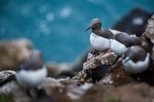 Skomer Island Puffin Photography Workshop Wildlife Photography Holiday Wales Pembrokeshire 011 of 023