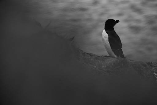 Skomer Island Puffin Photography Workshop Wildlife Photography Holiday Wales Pembrokeshire 013 of 023